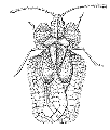 Figura 6. Adulto del insecto de encaje de sicómoro.