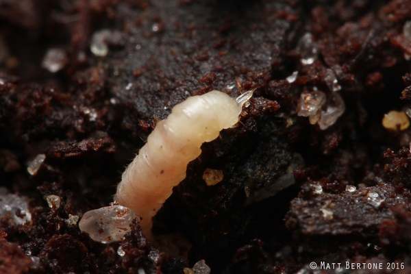 Close-Uo view of larvae