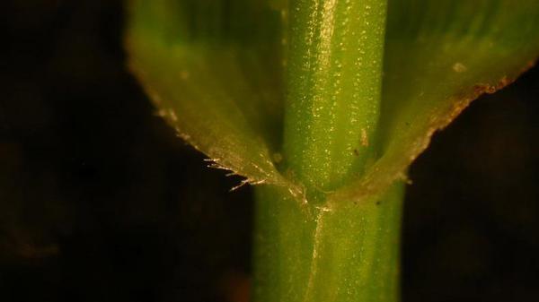 Tall fescue auricle