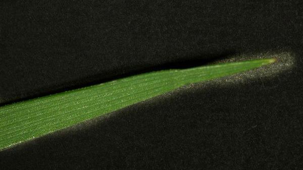 Tall fescue leaf blade tip