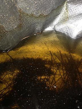Figure 4. Mosquito larvae in stagnant water in a fold of a tarp