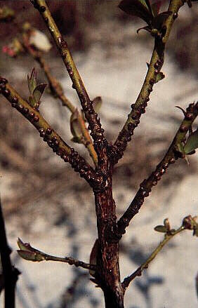 blueberry branches covered in small round scale insects