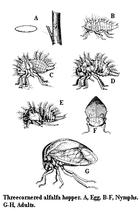 Illustration of three-cornered alfalfa hopper life stages