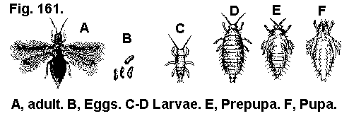 Figure 161. Banded greenhouse thrip. A. Adult. B. Eggs. C. Larva