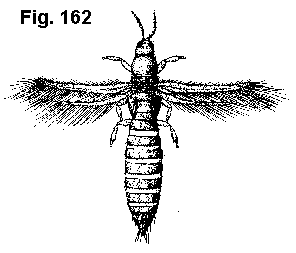 Figure 162. Composite thrips.