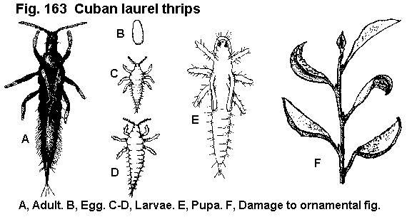 Figure 163. Cuban laurel thrips. A. Adult. B. Egg. C, D. Larvae.