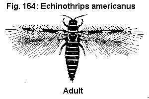 Figure 164. Echinothrips americanus adult.