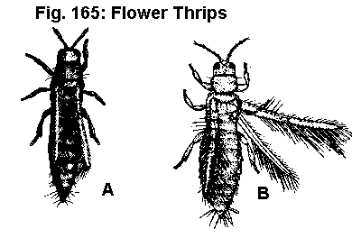 Figure 165. Flower thrips.