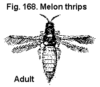 Figure 168. Melon thrip adult.