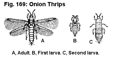 Figure 169. Onion thrip. A. Adult. B. First larva. C. Second lar