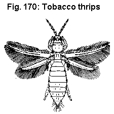 Figure 170. Tobacco thrip.