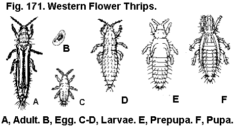Figure 171. Western flower thrip. A. Adult. B. Egg. C, D. Larvae