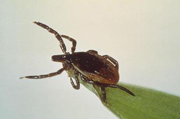 Tick on blade of grass holding up its legs to grab passing host