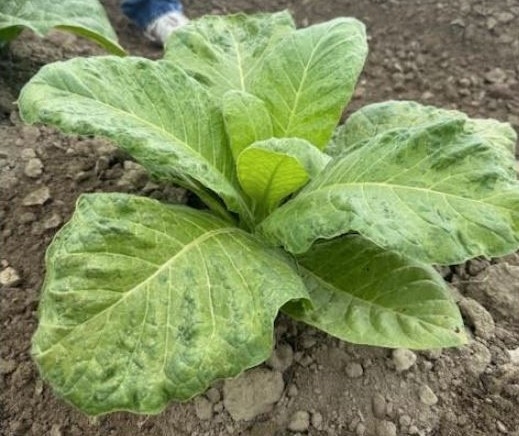 Thumbnail image for Tobacco Mosaic Virus on Flue-Cured Tobacco
