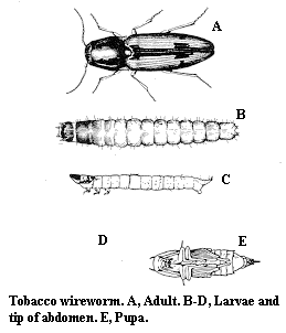 Tobacco wireworm. A. Adult. B-D. Larva and tip of abdomen. E. Pu