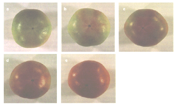 Figure 2. Tomato color chart showing 4 of the 6 official classif