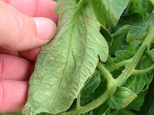 Underside of a tomato leaf with leaf mold spots