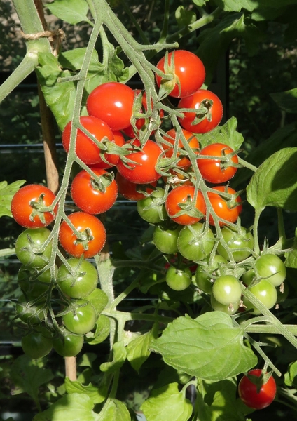 Thumbnail image for Growing Tomatoes in the Home Garden
