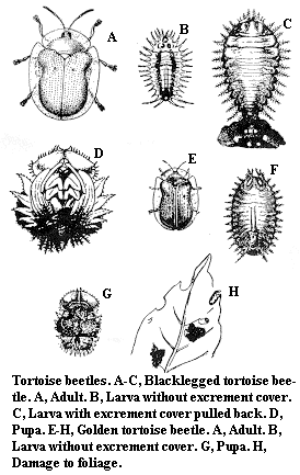 Blacklegged tortoise beetle: A. Adult. B. Larva without excremen