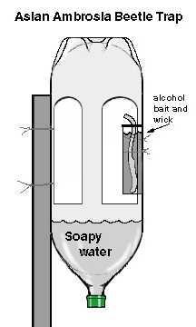 Figure 4. Ethyl alcohol based trap.