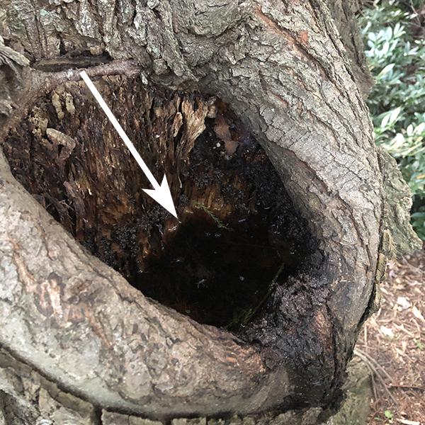 Figure 2. Holes left by fallen tree limbs collect rain water and