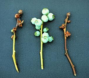 Photo of healthy and diseased blueberry twigs.