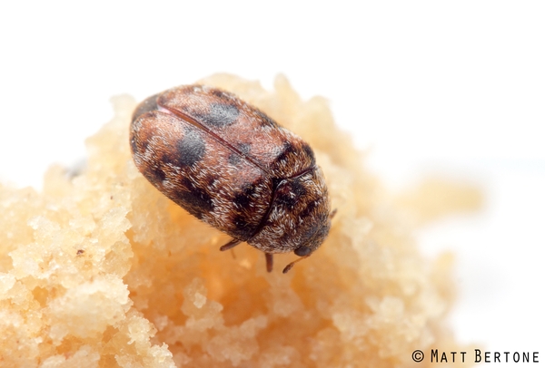A small brown, oval beetle covered in hairs of different shades of tans and browns
