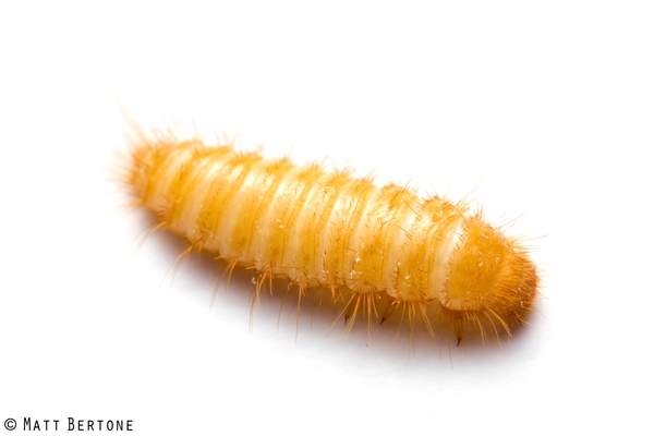 A long, amber colored very hairy larva, looking like a pipe cleaner