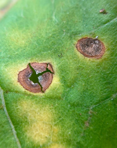 Figure 2. Close-up of target spot lesions