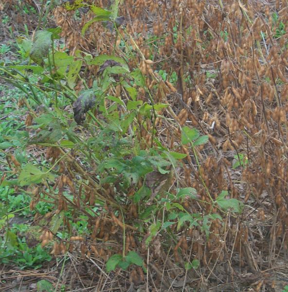 Photo of tobacco ringspot virus affected plant in mature stand