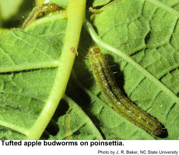 Tufted apple budworms
