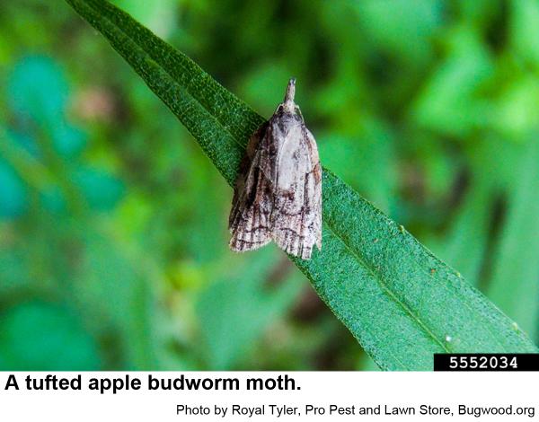 A Tufted apple budworm moth