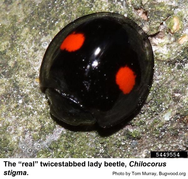 The twicestabbed lady beetle