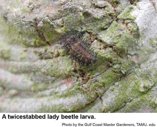 Twicestabbed lady beetle larva