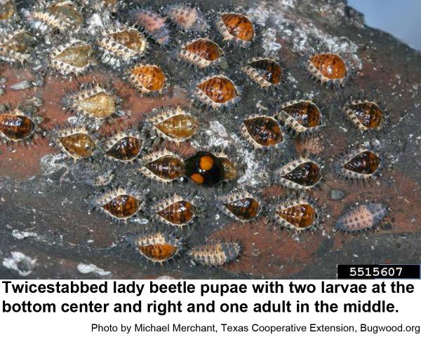 Twicestabbed lady beetle pupae