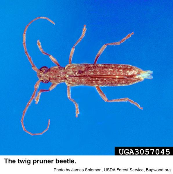 Twig pruner beetle