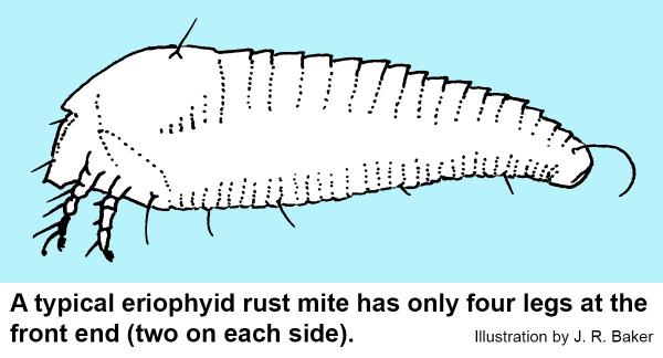Rust mites are microscopic, cigar-shaped, and have four legs.
