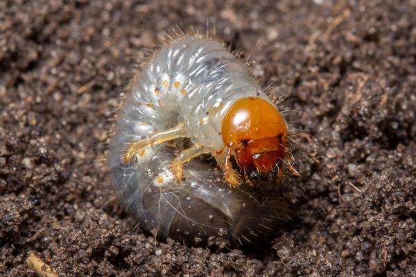 White Root Grubs: Identification and Effective Control Methods