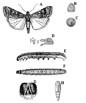 Beet armyworm. A. Adult. B-C. Eggs (enlarged). D. Egg Mass. E-F.