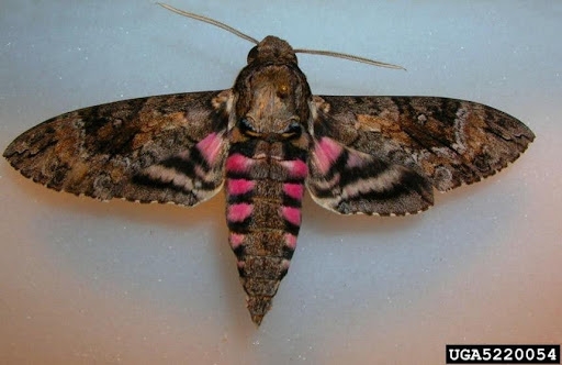 Top view of spread wings with elaborate geometric markings. Round spot on inner hind wings and white spots on edges of stubby body. Black and white art.