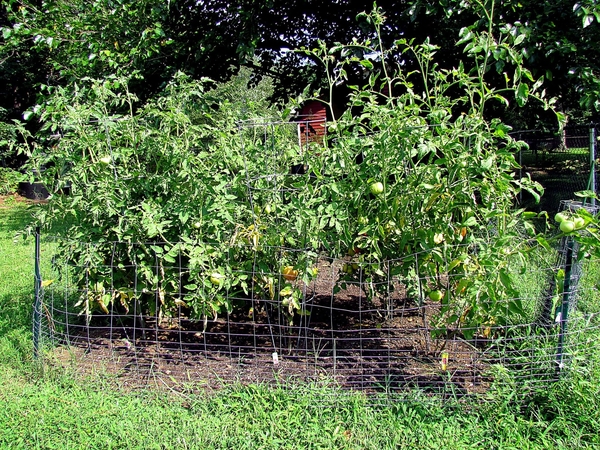 Tomato plants surrounded by wire fencing
