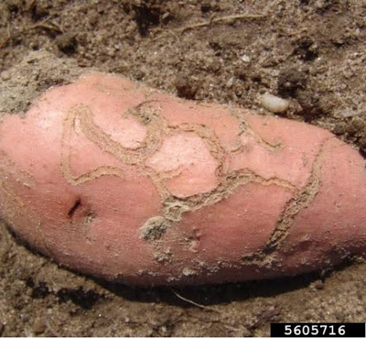 Pale-orange sweetpotato on top of soil. Shallow, serpentine grooves visible all over the outer skin.