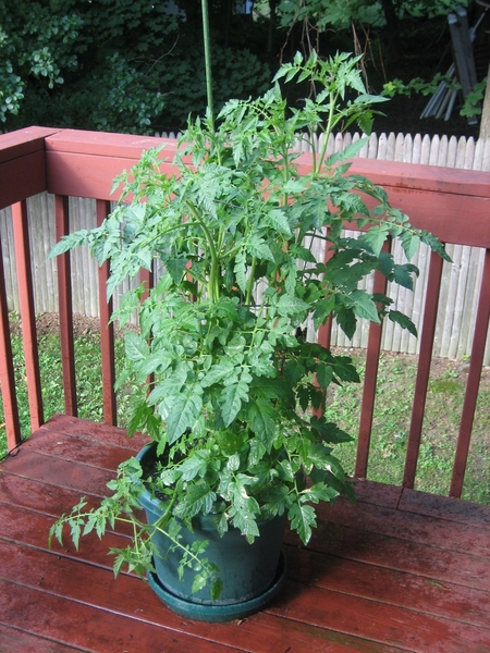 Container with large tomato plant on a deck