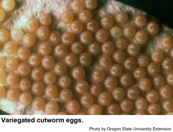 Variegated cutworm eggs