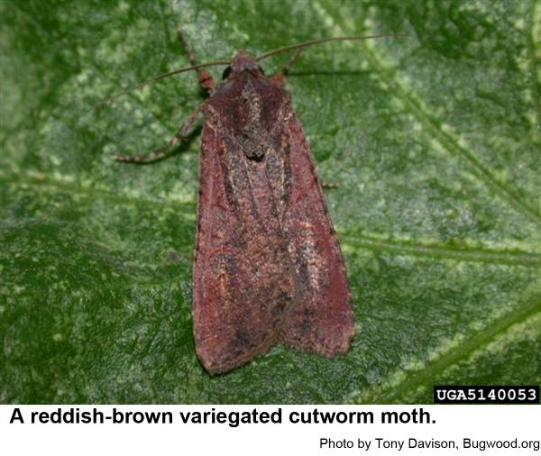 Variegated cutworm moths
