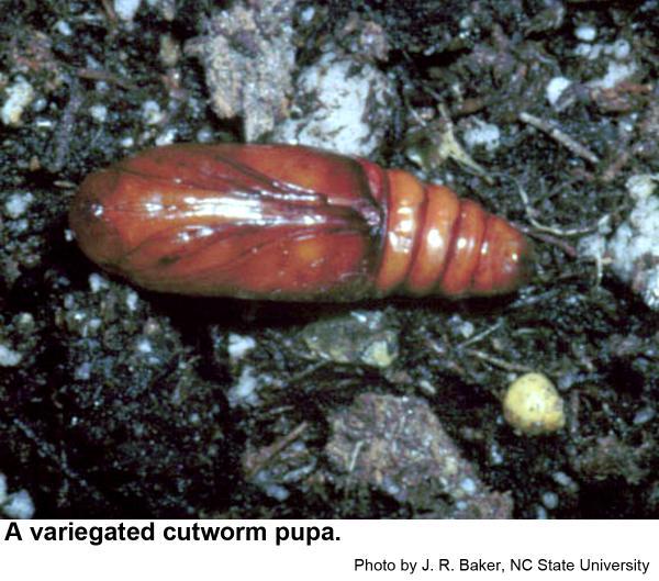 Reddish brown Cutworm pupa on surface of soil