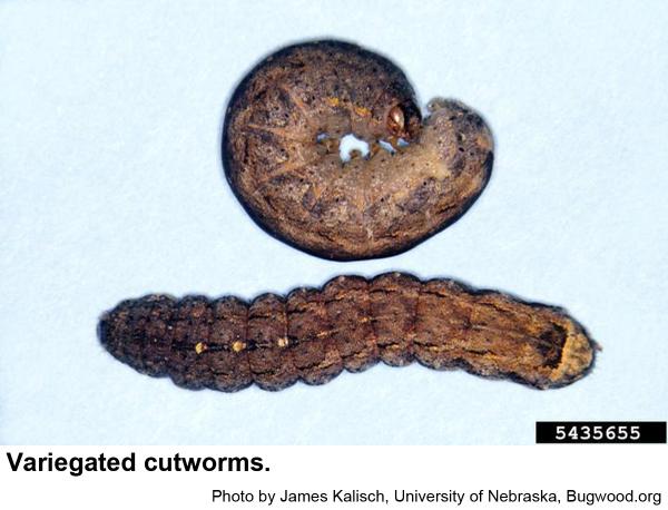 variegated cutworms