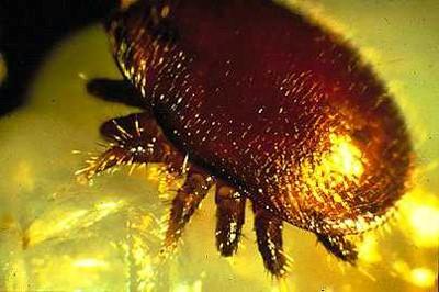 varroa mite closeup view