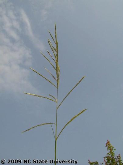 Photo of vaseygrass seedhead