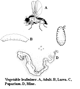 Vegetable leafminer. A. Adult. B. Larva. C. Puparium. D. Mine.